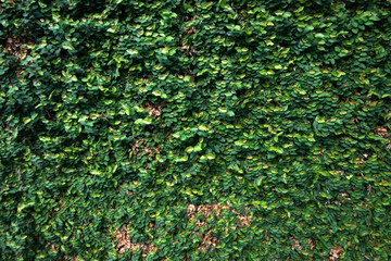 Green leaves background Leaf texture with nature concept