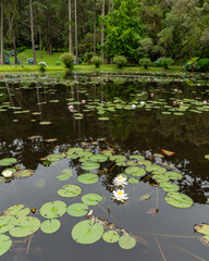 White and yellow water lilly beside lilly pads on a pond near a forrest