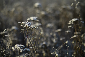 White snow on a bare tree branches on a frosty winter day, close up. Natural background. Selective botanical background.