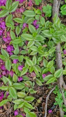 Zebrina pendula  (Silver Inch Plant)