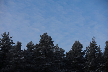 White snow on a bare tree branches on a frosty winter day, close up. Natural background. Selective botanical background.
