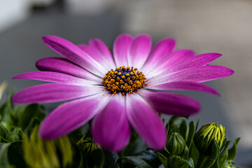 Fototapeta premium Kapkörbchenin voller Blüte