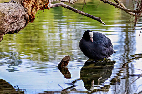 Bl&auml;sshuhn im Rhein bei der Insel Werd bei Stein am Rhein (CH)