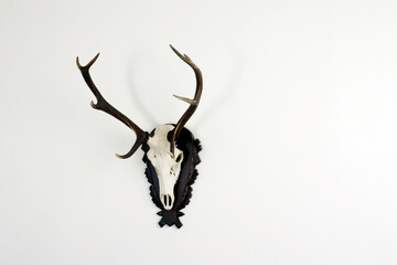 Geweih mit Knochen - 8 Ender an der Wand - Tropähe