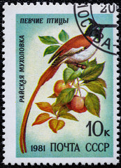 Soviet Union, circa 1981: USSR post stamp.Series songbirds.The bird Paradise Flycatcher.Circa 1981