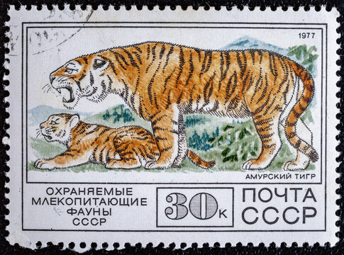 Soviet Union, circa 1977 : USSR post stamp from the  Animals series.With an image of an Amur tiger.Collection of Protected Fauna of the USSR, circa 1977