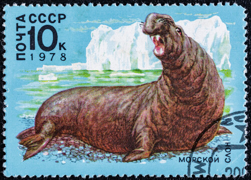 Soviet Union, circa 1978 : USSR post stamp from the Arctic Animals series.With an image of an elephant seal, circa 1978