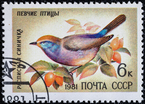 Soviet Union, circa 1981: USSR post stamp.Series songbirds.The bird Siberian Tit (Leptopoecile sophiae).Circa 1981