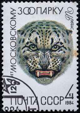 Soviet Union, circa 1984 : USSR post stamp.Series 120 years of the Moscow Zoo.With an image of the Grey Snow Leopard.circa 1984