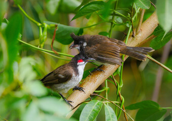 Mother and juvenile red Whiskered Bulbul birds perching in natural environment 