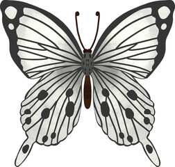 Black And White Symmetrical Butterfly Illustration