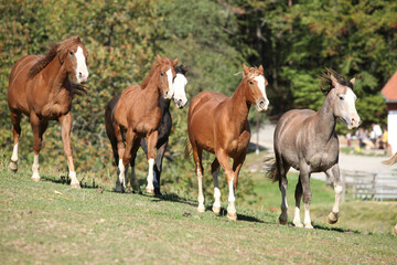 Naklejka na ściany i meble Group of young western horses moving