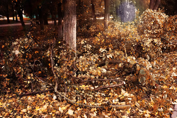 Beautiful Nature Autumn landscape. Scenery view on autumn city park with golden yellow foliage in Sunny day. Walking path in the city Park strewn with autumn fallen leaves.