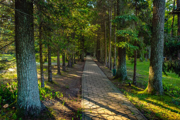Walking path in a park or garden with coniferous trees on a sunny day