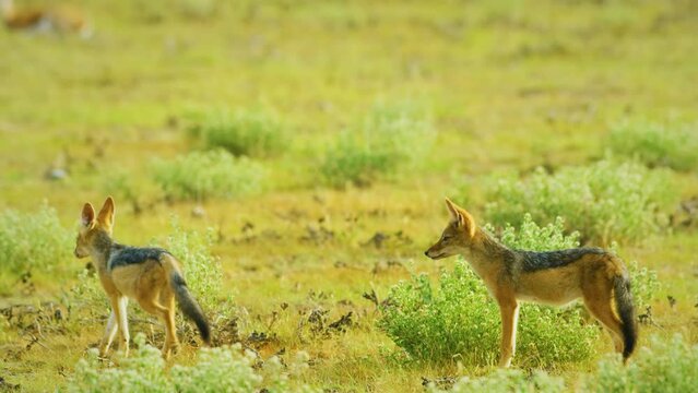 Footage of two black-backed african Jackals (Canis mesomelas), African Wildlife in Maasai Mara North Conservancy, Nature in Masai Mara National Reserve. 