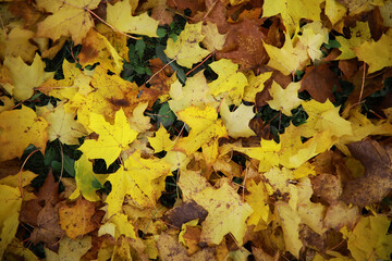 Beautiful autumn landscape with yellow trees and sun. Colorful foliage in the park. Falling leaves natural background
