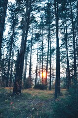forest in the morning