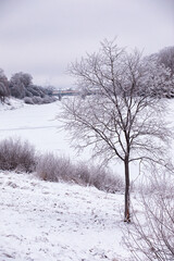 Fototapeta na wymiar Winter atmospheric landscape with frost-covered dry plants during snowfall. Winter Christmas background