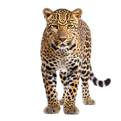 standing leopard isolated on transparent background PNG and white background, 