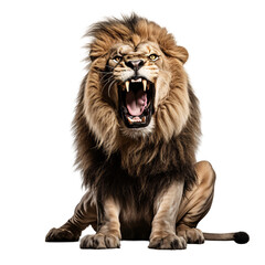 roaring male lion isolated on transparent PNG, Lion sitting and roaring on white background,...