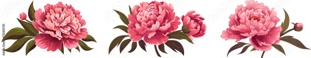 Wall mural peony flower icon set. peonies collection on transparent background. watercolor pink peony flowers. 