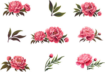 Peony flower icon set. Peonies collection on transparent background. Watercolor pink peony flowers. Realistic peony flowers with leaves . Hand drawn botanical floral decoration