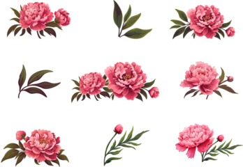 Peony flower icon set. Peonies collection on transparent background. Watercolor pink peony flowers. Realistic peony flowers with leaves . Hand drawn botanical floral decoration © Tally 18