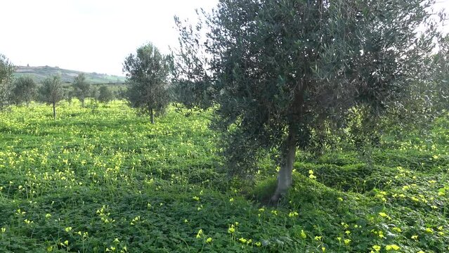 Sciacca, Sicily, Italy An olive tree plantation with yellow flowers 