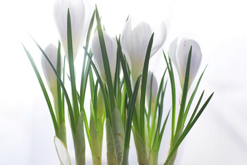 Crocus, plural crocuses or croci is a genus of flowering plants in the iris family. A single...