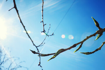 Bright spring greens at dawn in the forest. Nature comes to life in early spring.
