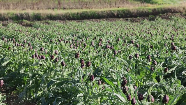 Sciacca, Sicily, Italy Artichokes growing in a field. 