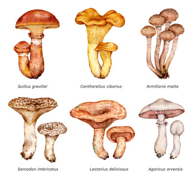 Watercolor set of mushrooms: Suillus grevillei, Cantharellus cibarius, Armillaria mellea, Sarcodon imbricatus, Lactarius deliciosus, Agaricus arvensis. Hand drawn mushroom illustrations.