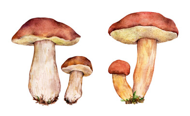 Watercolor bay bolete or pored mushroom (Imleria badia) and cep, penny bun, porcino or porcini mushroom (Boletus edulis). Hand drawn mushroom illustrations isolated on white background.