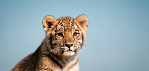  a close up of a small tiger cub looking at the camera with a blue sky in the back ground and a blue sky in the back ground in the background.
