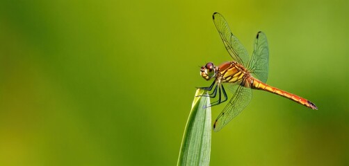  a close up of a dragonfly sitting on a blade of grass with a blurry background of the grass and the grass in the foreground is blurry.