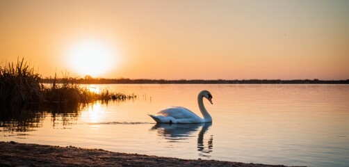  a white swan floating on top of a lake next to a tall grass covered shore with the sun setting in the distance over the water and reeds in the foreground.