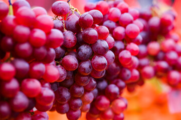 Bunches of red grapes on the vine