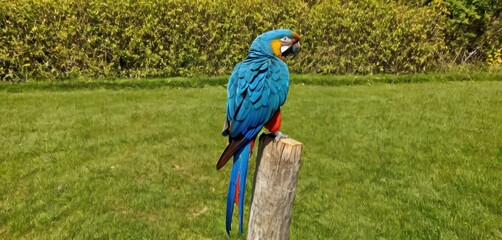  a blue and red parrot sitting on top of a wooden post in a field of green grass next to a wooden post with a wooden post in the foreground.