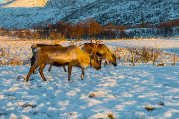 Reindeer in Northern Norway in winter with beautiful and colourful background. Sommaroy (near Tromso)