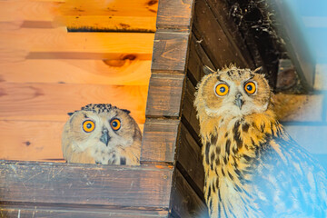 two owls in a wooden house, closeup of photo with soft focus. On a beautiful background.