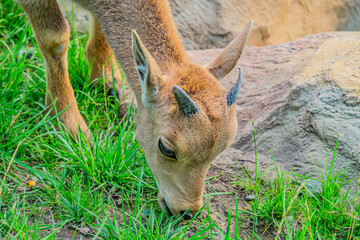 European mouflon Ovis aries musimon standing in the grass in the forest. Beautiful brown furry mouflon with horns in its environment with soft background. Wildlife scene from nature