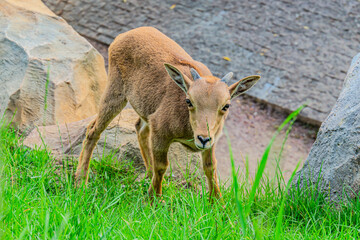 Naklejka na ściany i meble European mouflon Ovis aries musimon standing in the grass in the forest. Beautiful brown furry mouflon with horns in its environment with soft background. Wildlife scene from nature