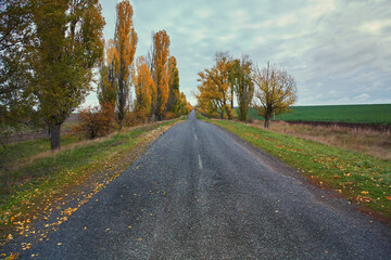 An asphalt road going into the distance among trees and fields