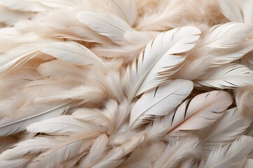Tender bird feathers background