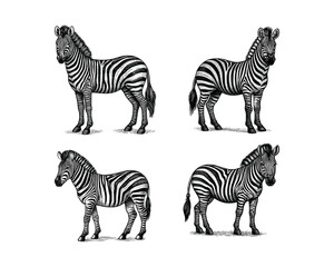 set of zebra illustration. hand drawn zebra black and white vector illustration. isolated white background