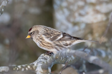 Common Redpoll