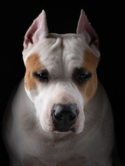 A close-up of an American Staffordshire Terrier dog face, set against a black backdrop