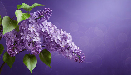 Fioletowe kwiaty bzu, kartka na sezon wiosenny z miejscem na tekst - obrazy, fototapety, plakaty