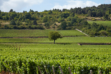 Fototapeta na wymiar Landscape panorama of the montrachet grand cru vineyard