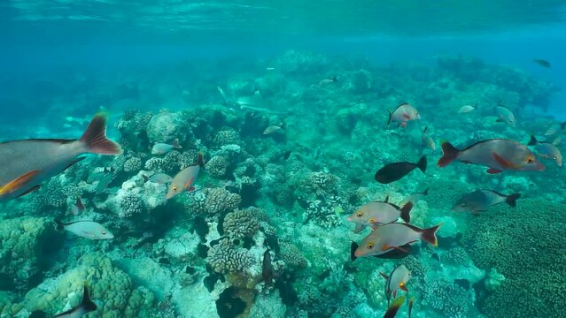 Coral reef underwater with humpback red snapper fish and a blacktip reef shark, French Polynesia, Rangiroa, Tuamotu, south Pacific ocean, natural scene